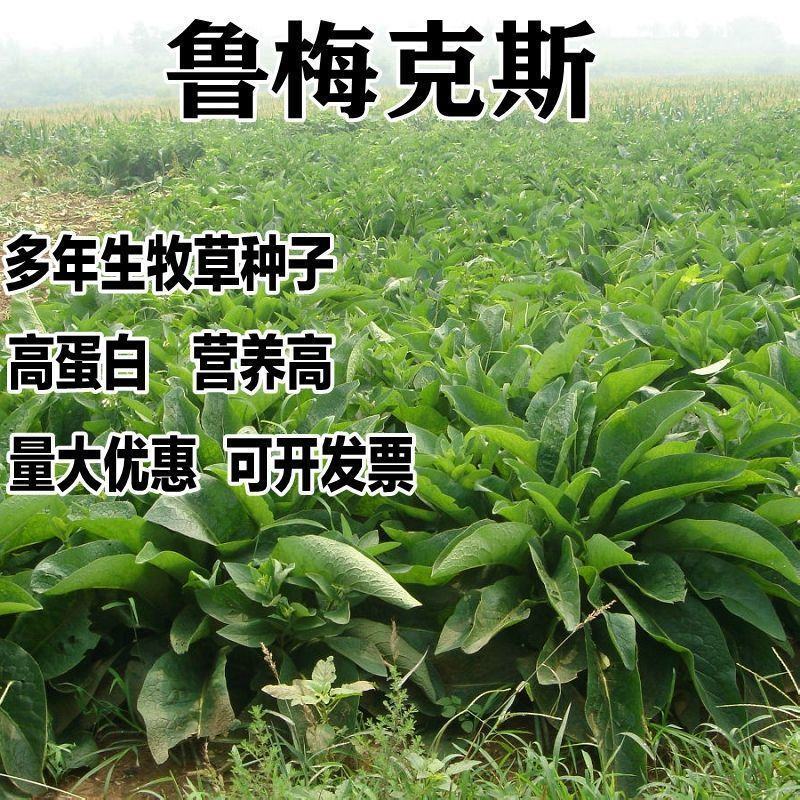 进口多年生鲁梅克斯紫云英草木樨狗尾草沙打旺牛羊鹅四季牧草