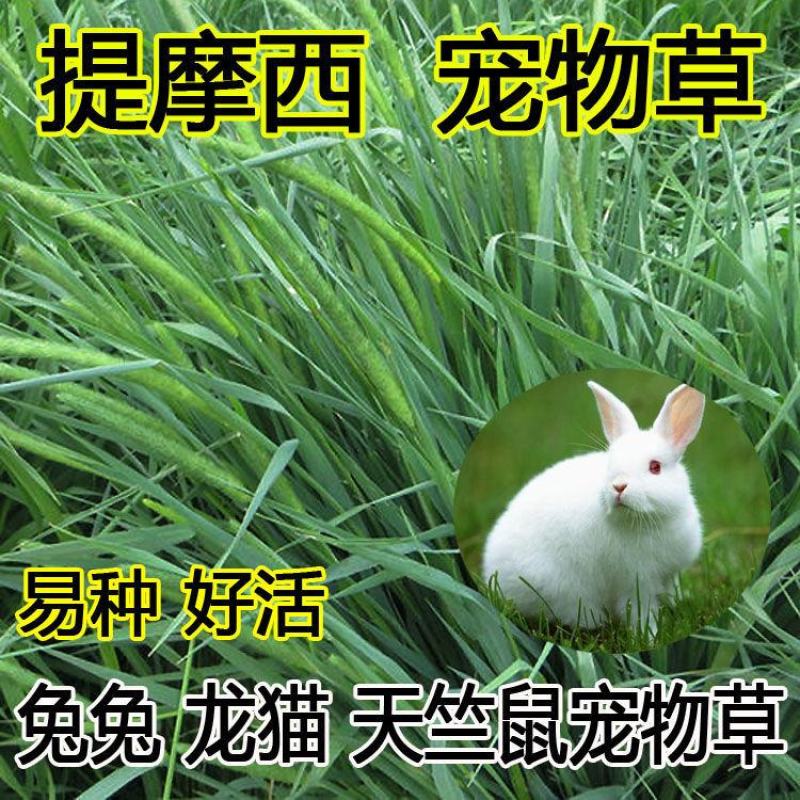 进口多年生鲁梅克斯紫云英草木樨狗尾草沙打旺牛羊鹅四季牧草