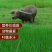进口多年生鲁梅克斯紫云英草木樨狗尾草沙打旺牛羊鹅四季牧草