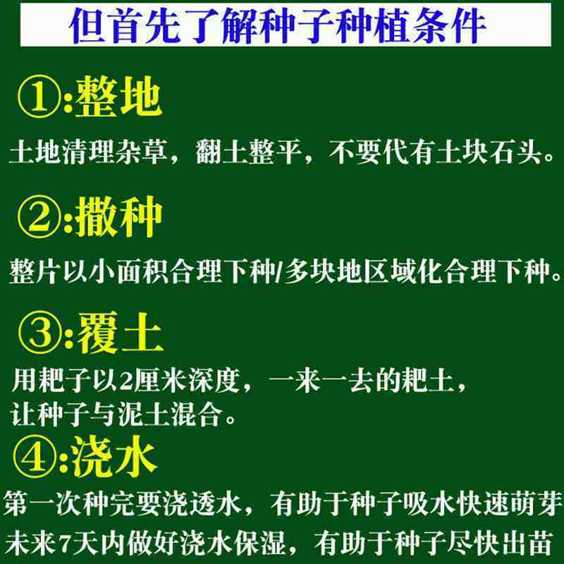 进口多年生鲁梅克斯紫云英草木樨狗尾草沙打旺牛羊鹅四季牧草