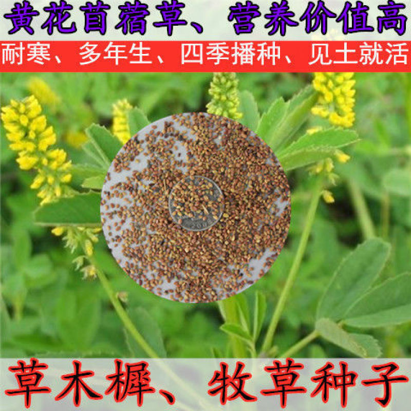 进口多年生鲁梅克斯紫云英草木樨狗尾草沙打旺牛羊鹅四季牧草