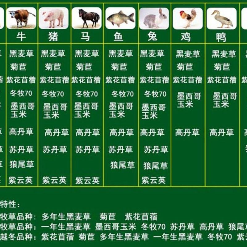 进口多年生鲁梅克斯紫云英草木樨狗尾草沙打旺牛羊鹅四季牧草