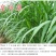 进口多年生王草小米草食叶草皇竹草甜象草巨菌牛羊鹅四季牧草
