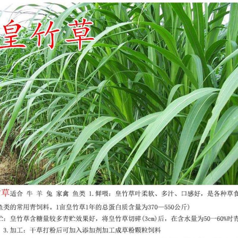 进口多年生王草小米草食叶草皇竹草甜象草巨菌牛羊鹅四季牧草