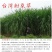进口多年生王草小米草食叶草皇竹草甜象草巨菌牛羊鹅四季牧草