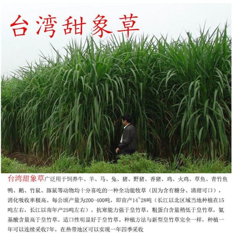 进口多年生王草小米草食叶草皇竹草甜象草巨菌牛羊鹅四季牧草