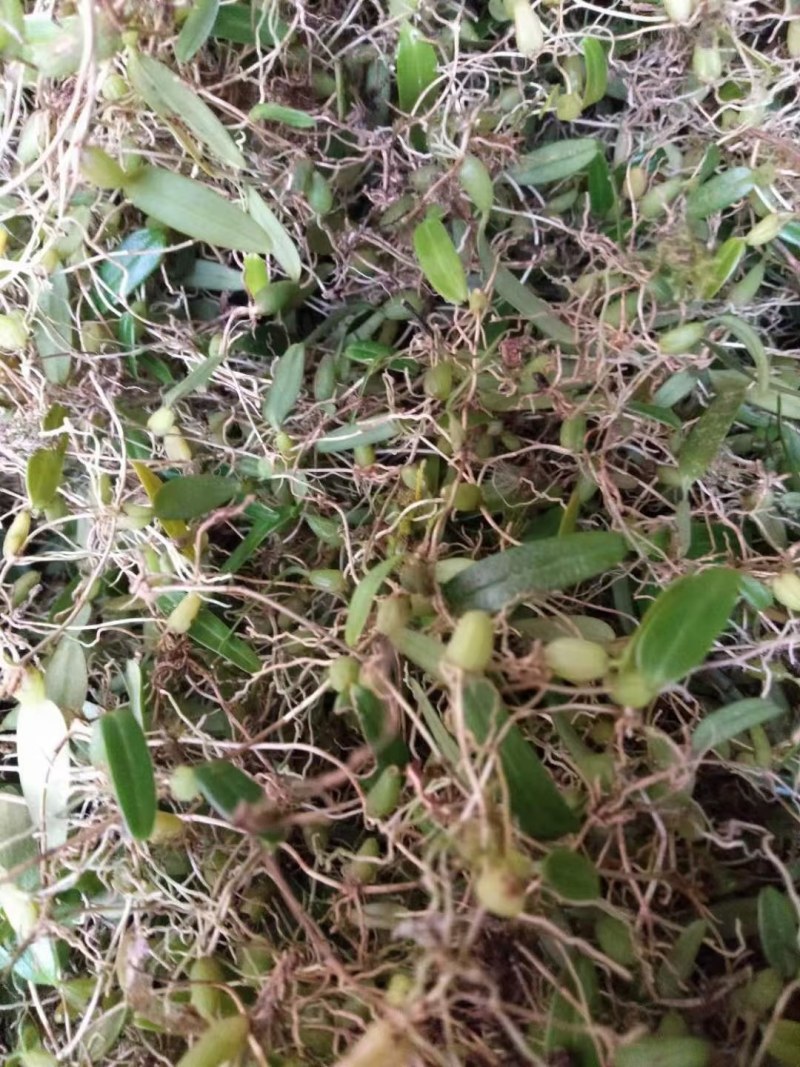 单叶石橄榄小果批发需要的联系我