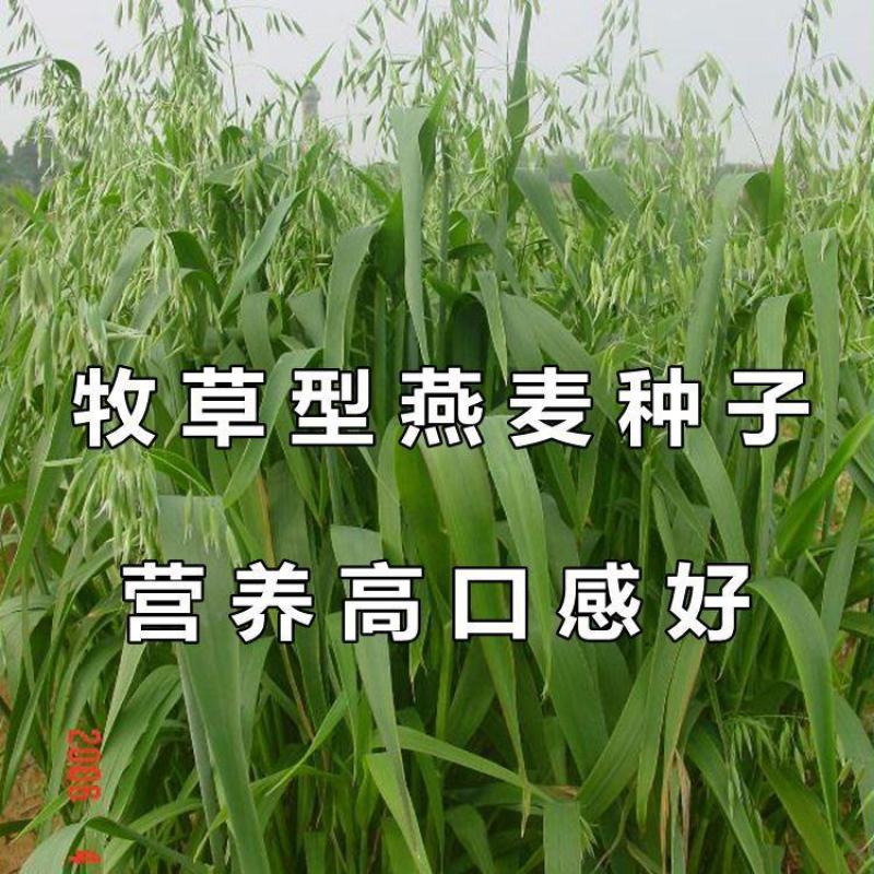 进口多年生巨菌草籽粒苋红豆草燕麦大麦牛羊鹅四季牧草