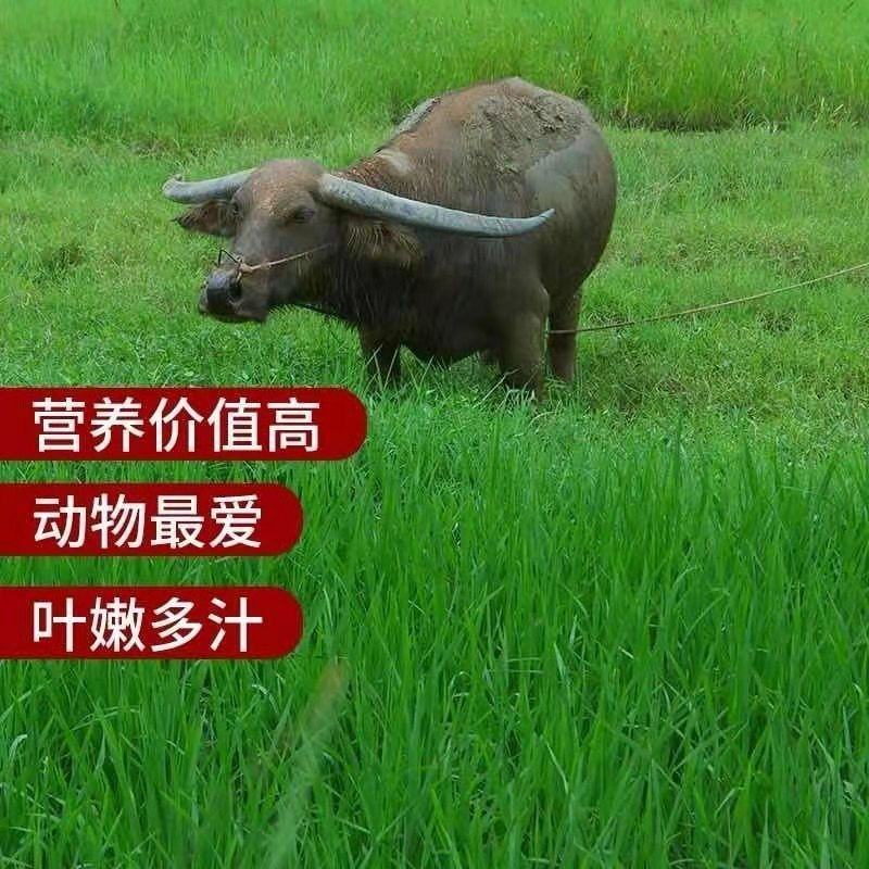 进口多年生巨菌草籽粒苋红豆草燕麦大麦牛羊鹅四季牧草