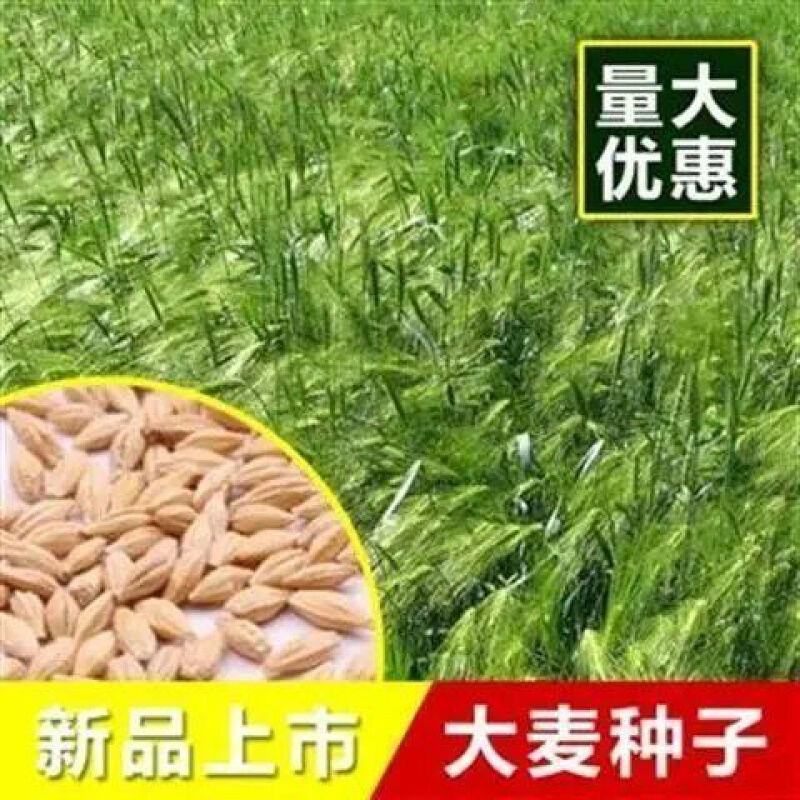 进口多年生巨菌草籽粒苋红豆草燕麦大麦牛羊鹅四季牧草