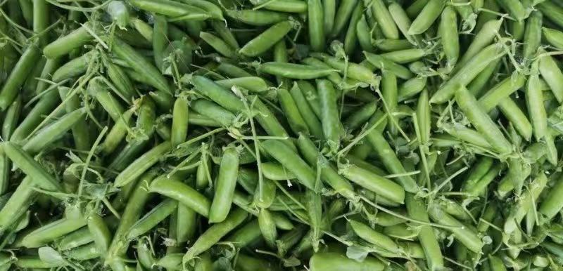 精品安徽豌豆新鲜豌豆荚中碗6号9号基地种植诚信代办代发