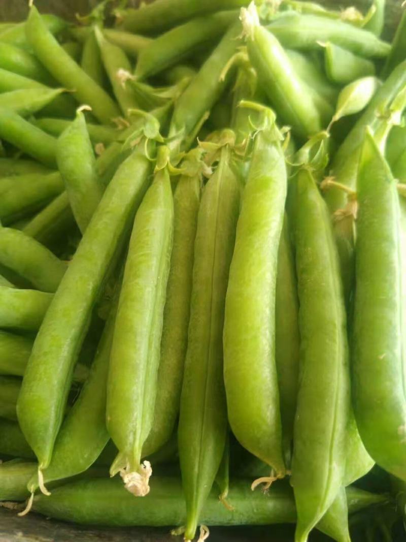 精品安徽豌豆新鲜豌豆荚中碗6号9号基地种植诚信代办代发