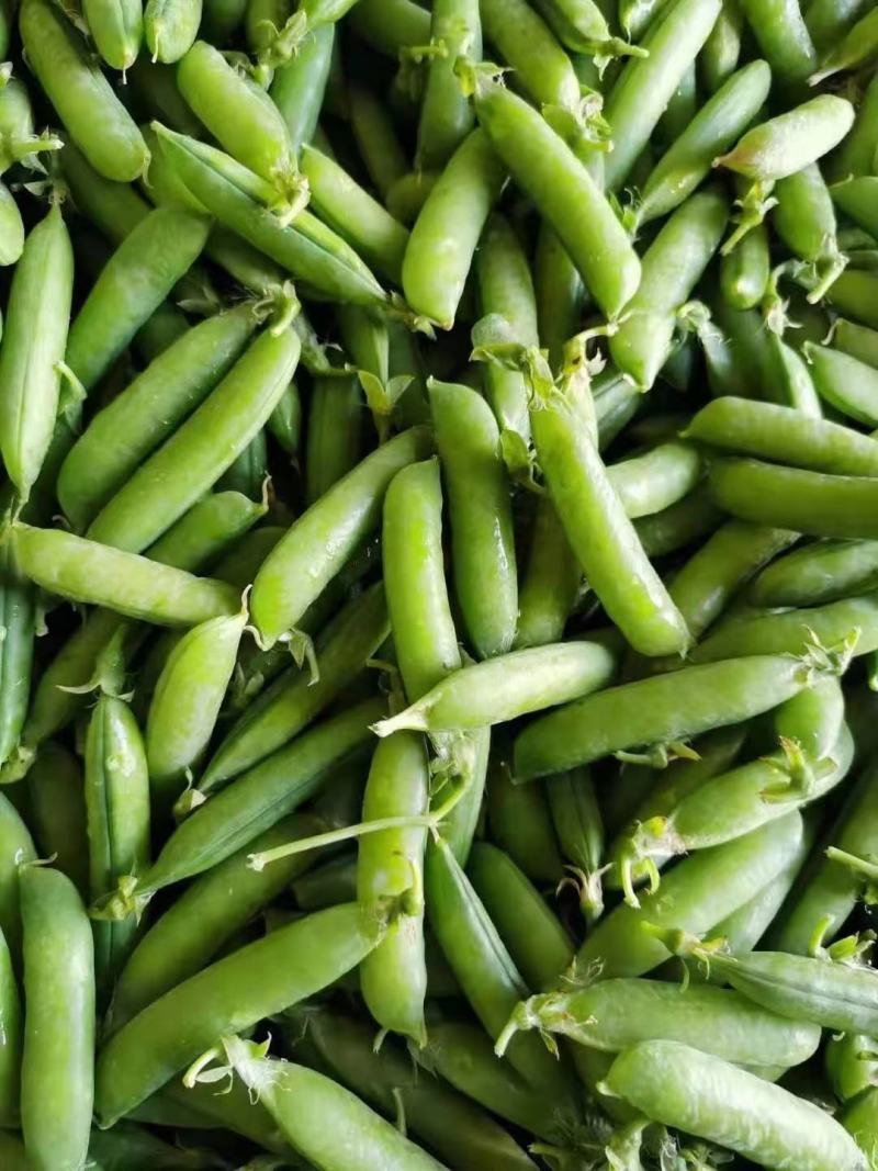 精品安徽豌豆新鲜豌豆荚中碗6号9号基地种植诚信代办代发