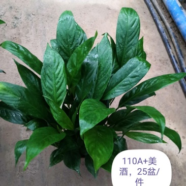 白掌，广州从化花花凤凰园艺基地直发量大从优