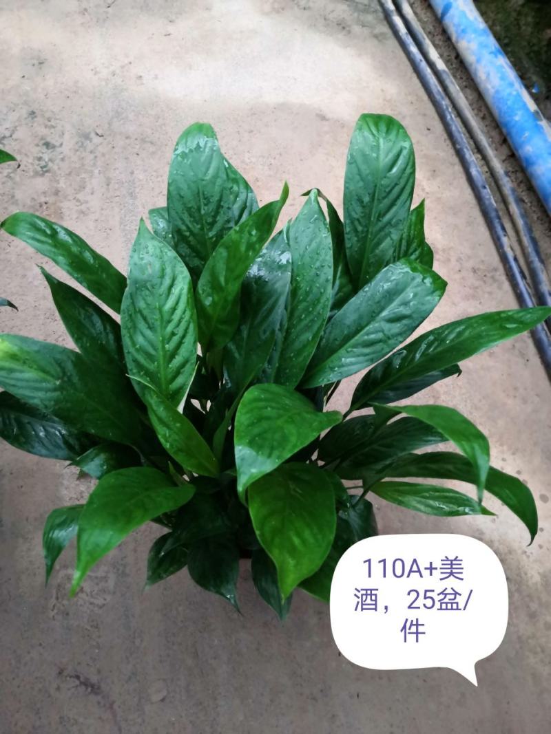 白掌，广州从化花花凤凰园艺基地直发量大从优