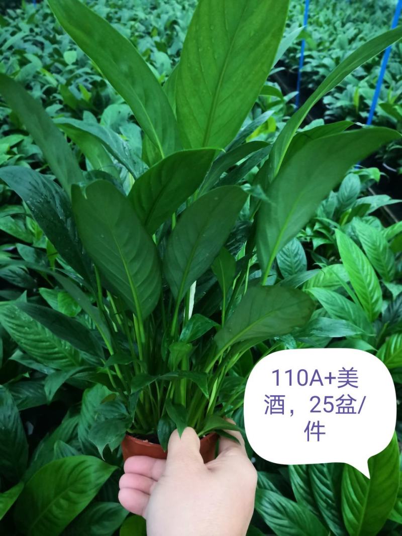 白掌，广州从化花花凤凰园艺基地直发量大从优