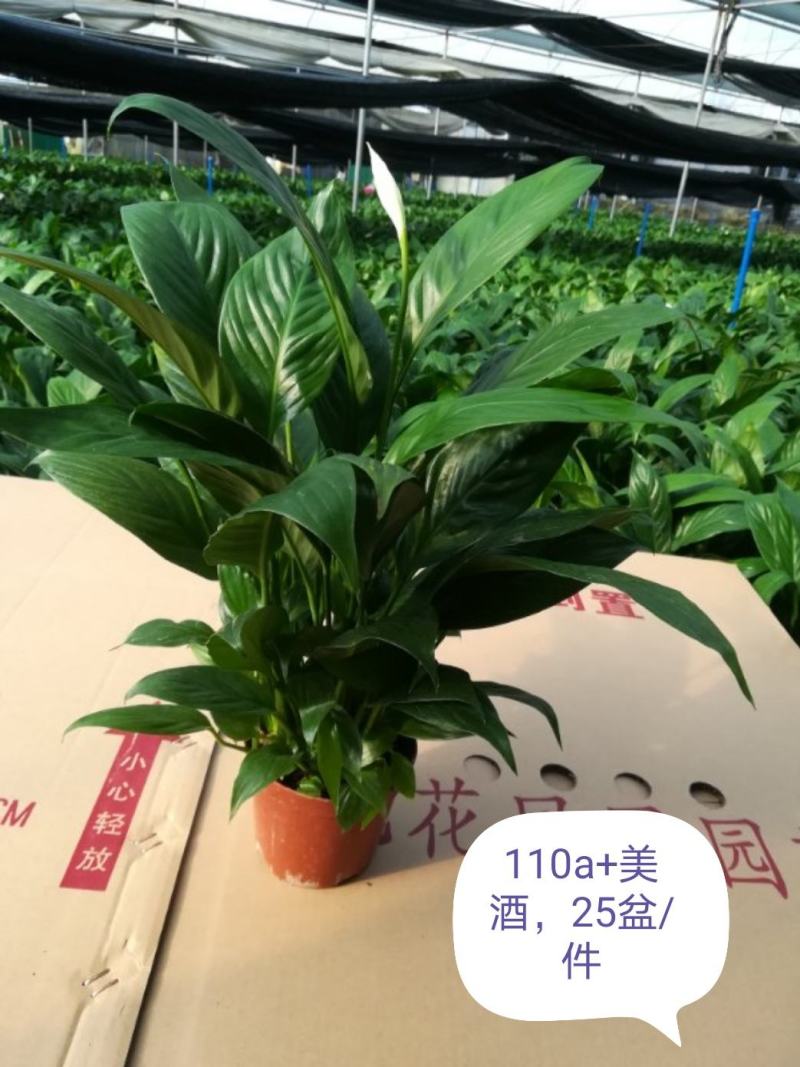 白掌，广州从化花花凤凰园艺基地直发量大从优