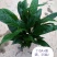 白掌，广州从化花花凤凰园艺基地直发量大从优