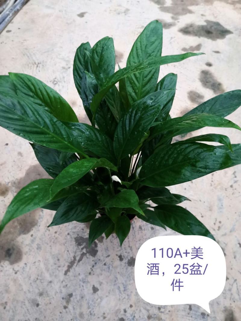 白掌，广州从化花花凤凰园艺基地直发量大从优