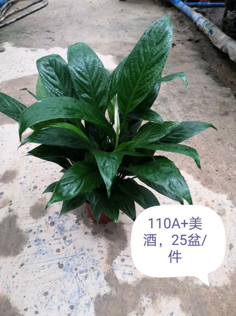 白掌，广州从化花花凤凰园艺基地直发量大从优