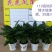白掌盆栽绿植一帆风顺盆景植物室内桌面花卉基地白掌直发