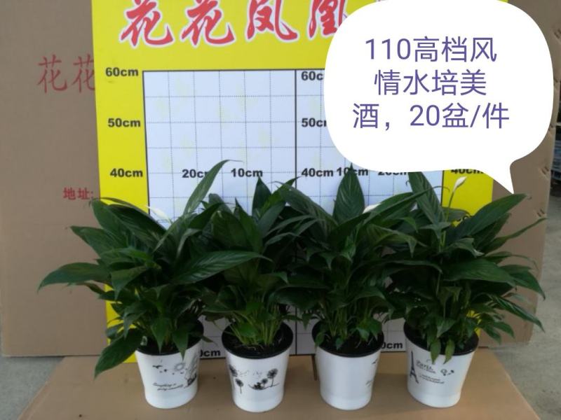 白掌盆栽绿植一帆风顺盆景植物室内桌面花卉基地白掌直发