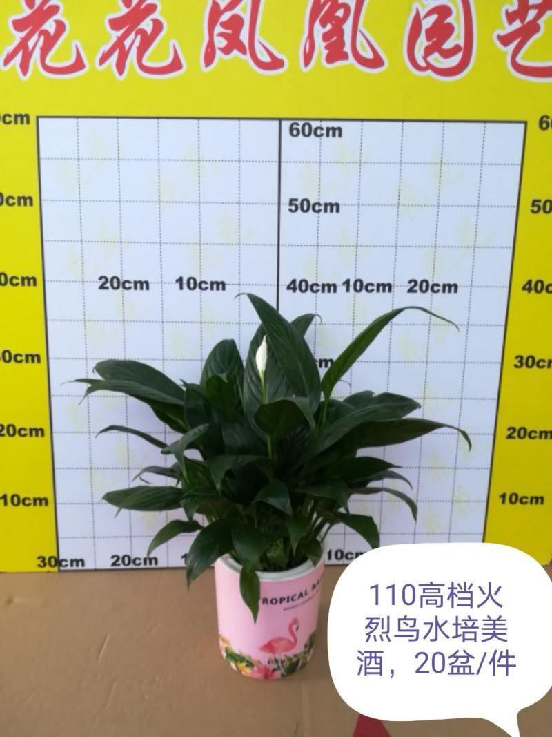 白掌盆栽绿植一帆风顺盆景植物室内桌面花卉基地白掌直发