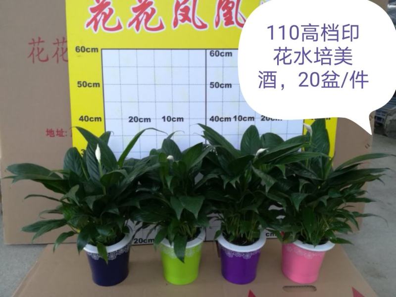白掌盆栽绿植一帆风顺盆景植物室内桌面花卉基地白掌直发