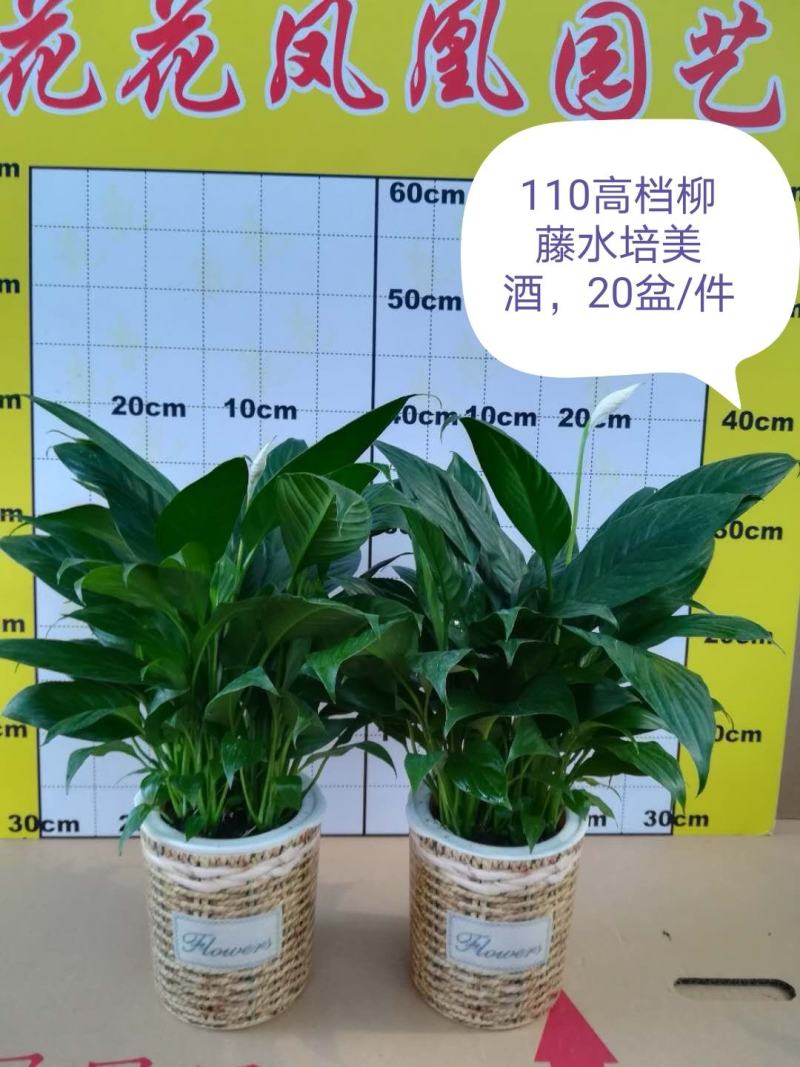 白掌盆栽绿植一帆风顺盆景植物室内桌面花卉基地白掌直发