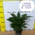 白掌盆栽绿植一帆风顺盆景植物室内桌面花卉基地白掌直发