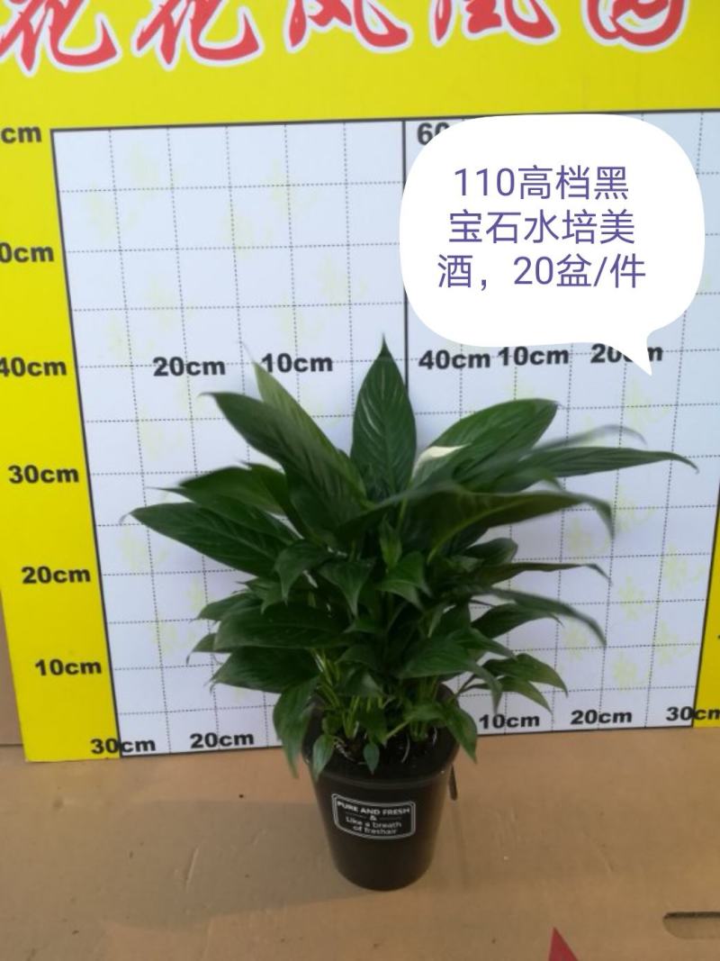 白掌盆栽绿植一帆风顺盆景植物室内桌面花卉基地白掌直发