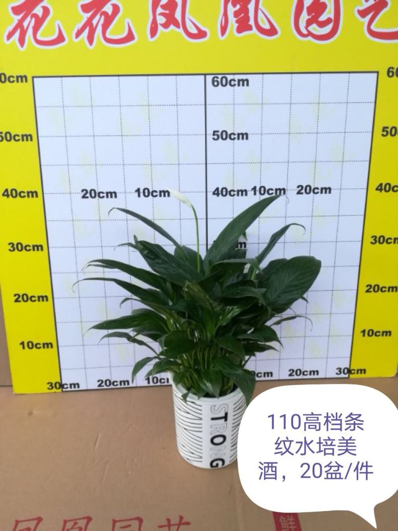 白掌盆栽绿植一帆风顺盆景植物室内桌面花卉基地白掌直发