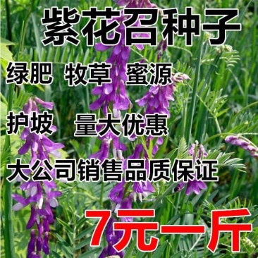 果园绿肥种子光叶紫花苕长柔毛野豌豆毛苕子养蜂蜜源植物牧草