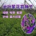 果园绿肥种子光叶紫花苕长柔毛野豌豆毛苕子养蜂蜜源植物牧草