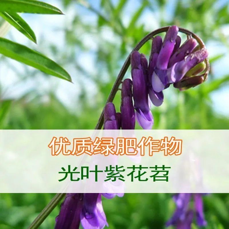 果园绿肥种子光叶紫花苕长柔毛野豌豆毛苕子养蜂蜜源植物牧草