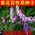 果园绿肥种子光叶紫花苕长柔毛野豌豆毛苕子养蜂蜜源植物牧草