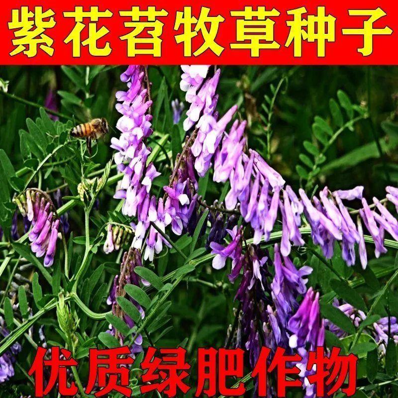 果园绿肥种子光叶紫花苕长柔毛野豌豆毛苕子养蜂蜜源植物牧草