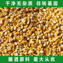 甘肃精品黄玉米粒，产地直供，颗粒饱满，承接全国代发。