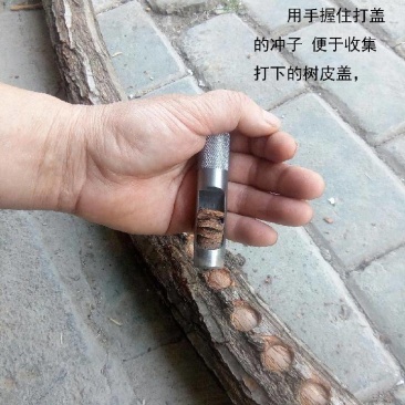 14毫米打皮冲盖香菇木耳打盖子14冲皮点钟工具木盖子冲子