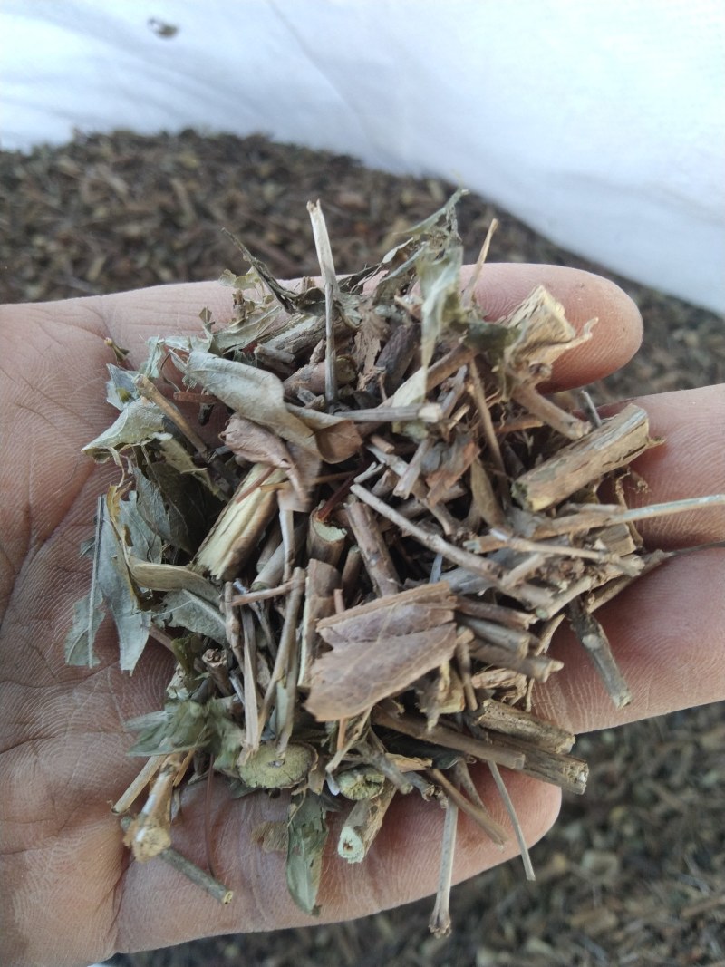 六月雪产地直供支持线上交易可搭配多品种采购大货联系