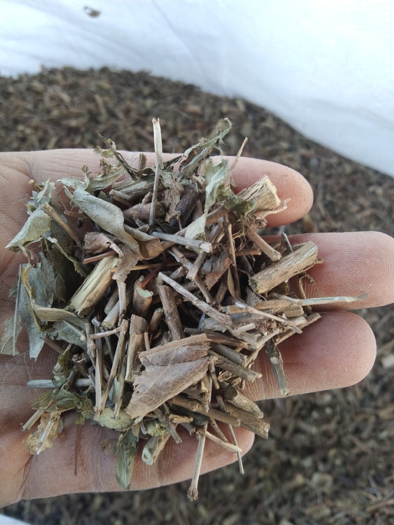 六月雪产地直供支持线上交易可搭配多品种采购大货联系