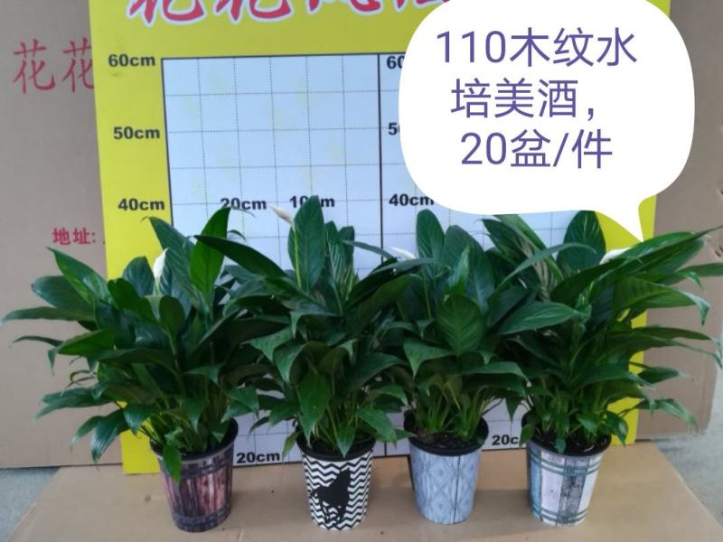 广州从化花花凤凰园艺基地白掌一帆风顺，直发，吸收有害气体