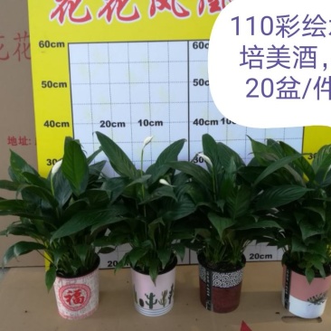 广州从化花花凤凰园艺基地白掌一帆风顺，直发，吸收有害气体