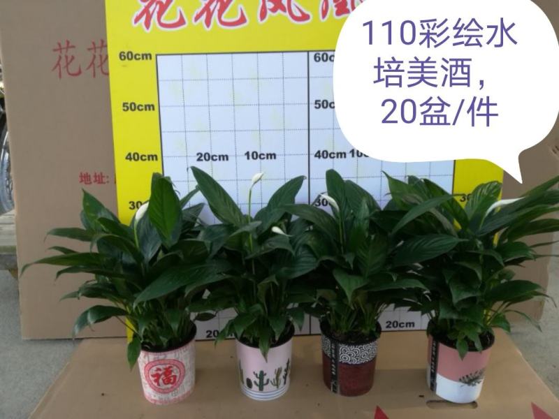 广州从化花花凤凰园艺基地白掌一帆风顺，直发，吸收有害气体