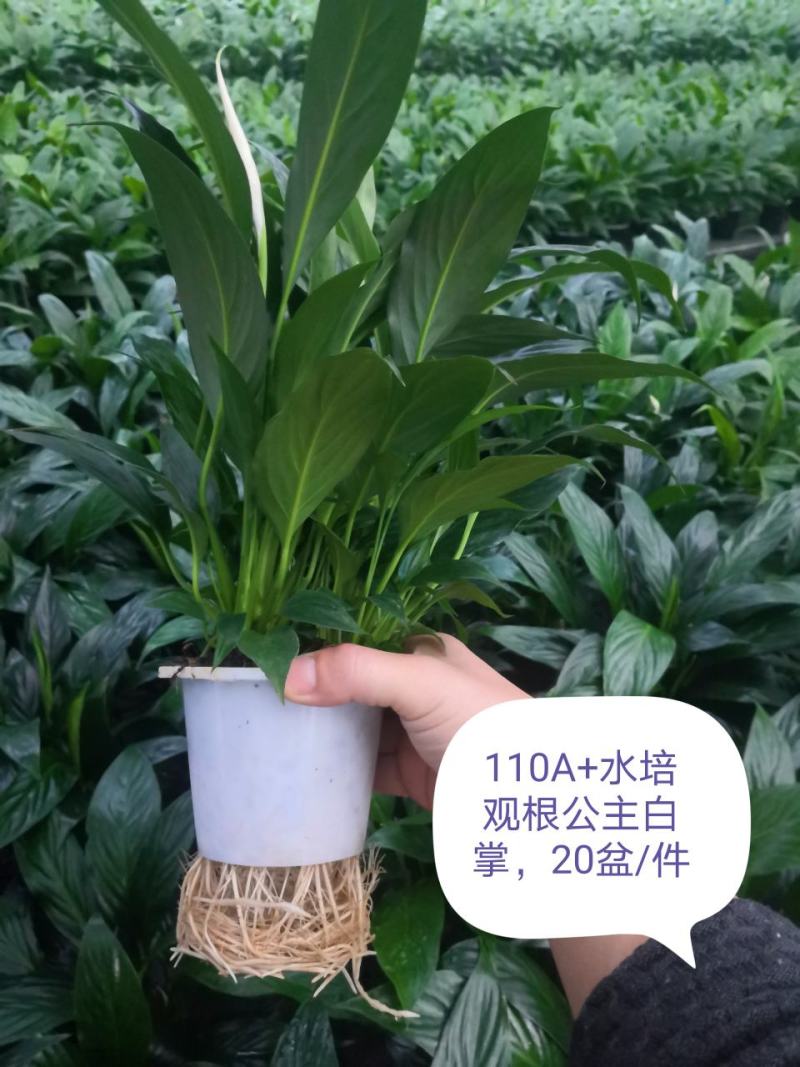 白掌盆栽一帆风顺水培室内花卉好水养的绿植基地直发