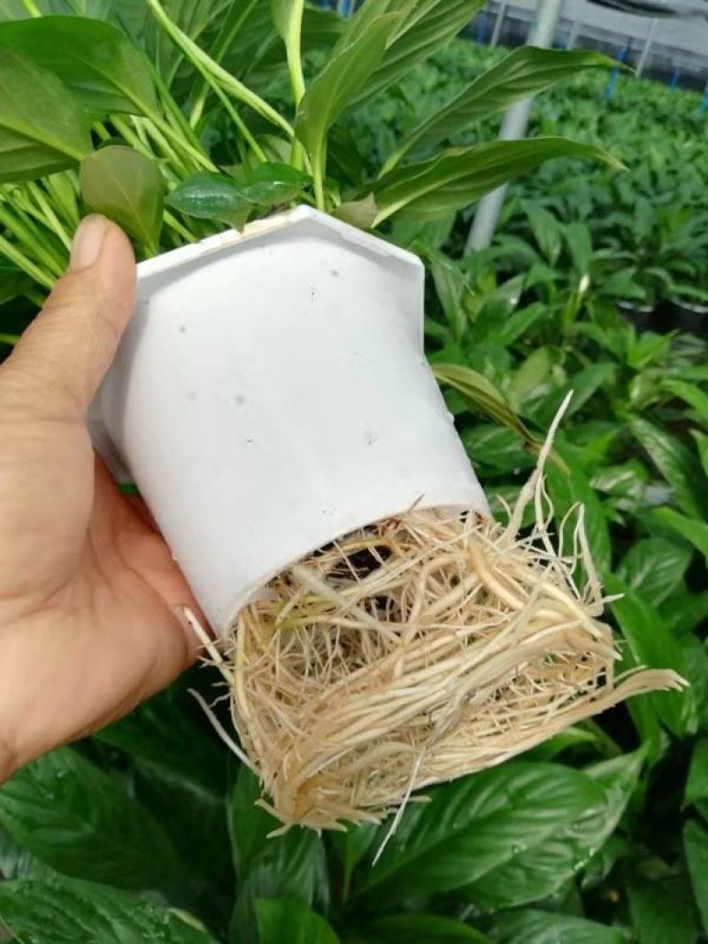 白掌盆栽一帆风顺水培室内花卉好水养的绿植基地直发