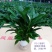 白掌盆栽一帆风顺水培室内花卉好水养的绿植基地直发