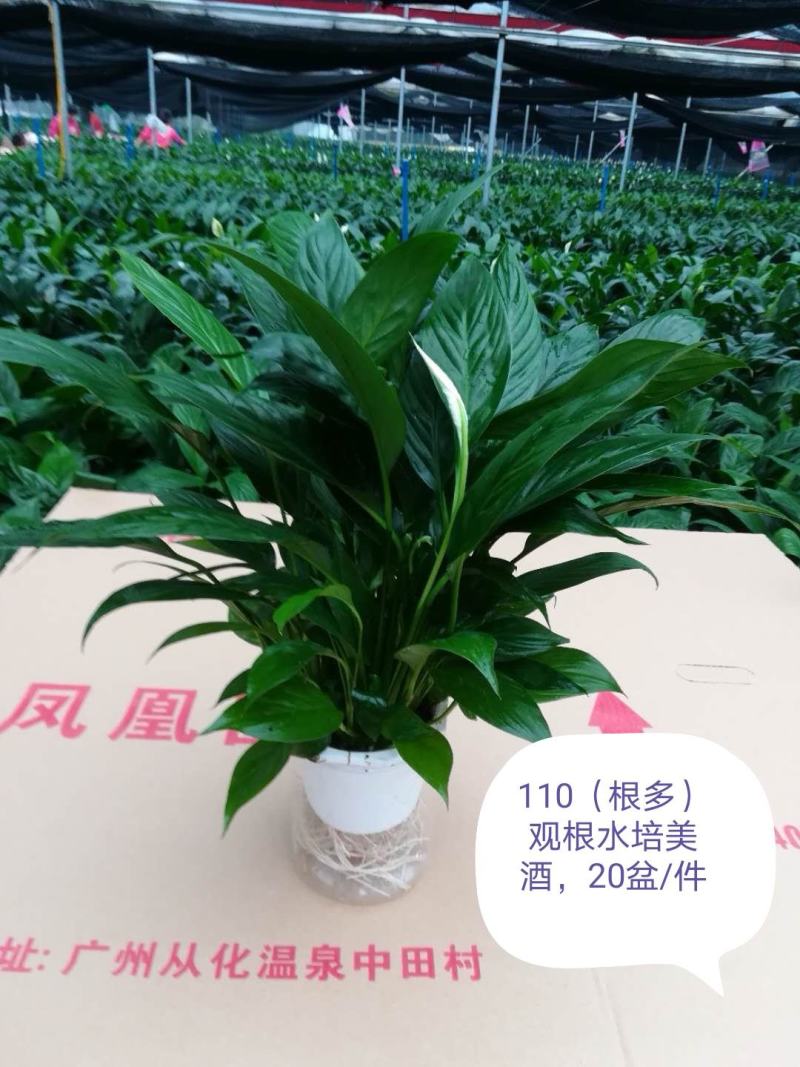 白掌盆栽一帆风顺水培室内花卉好水养的绿植基地直发