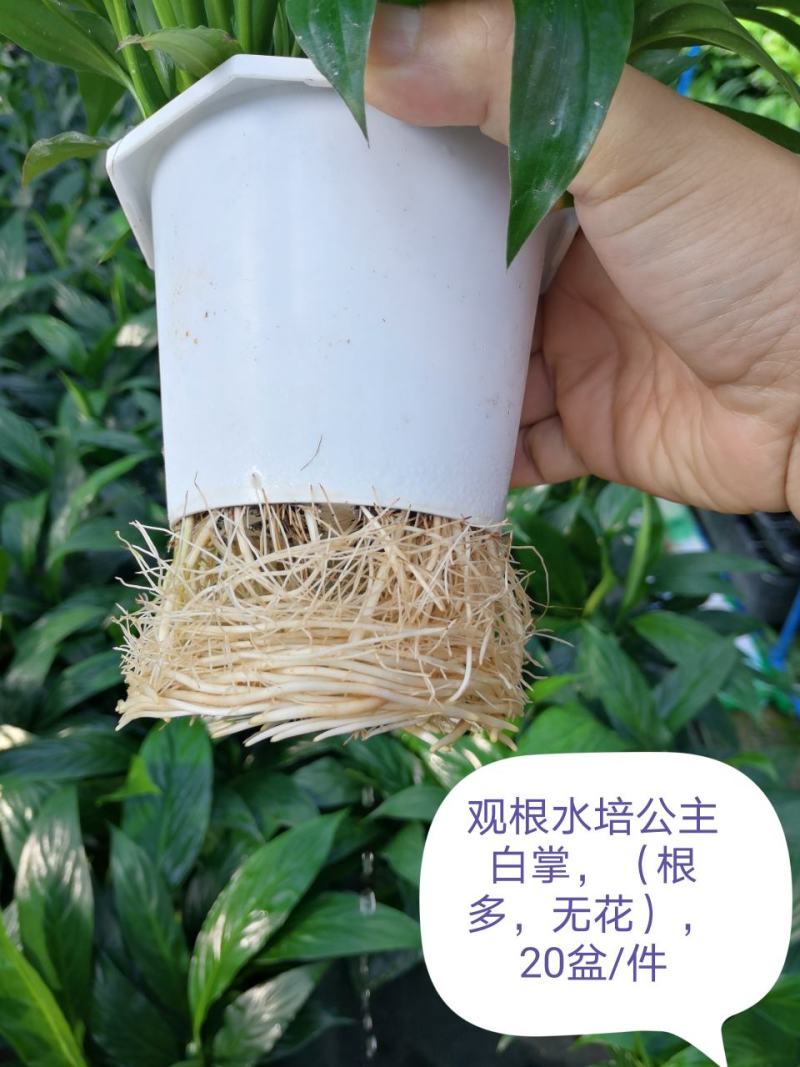 白掌盆栽一帆风顺水培室内花卉好水养的绿植基地直发
