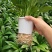 白掌盆栽一帆风顺水培室内花卉好水养的绿植基地直发